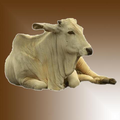 cow (ox)