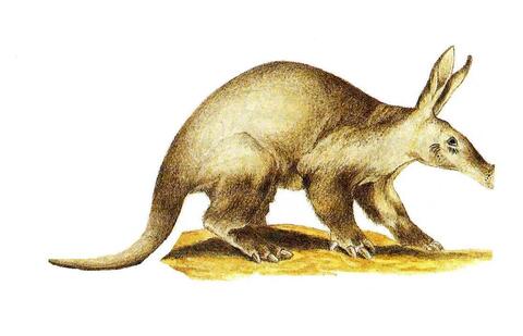 ardvark