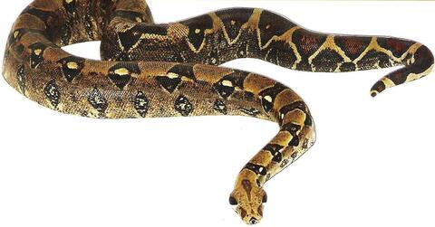 python