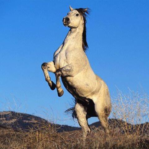 horse