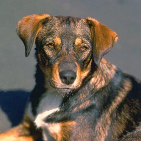 dog