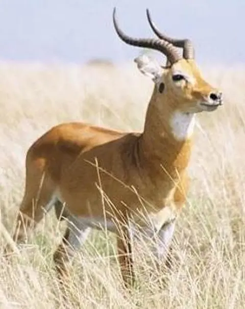 antelope