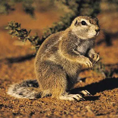 ground squirrel