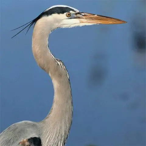 grey heron