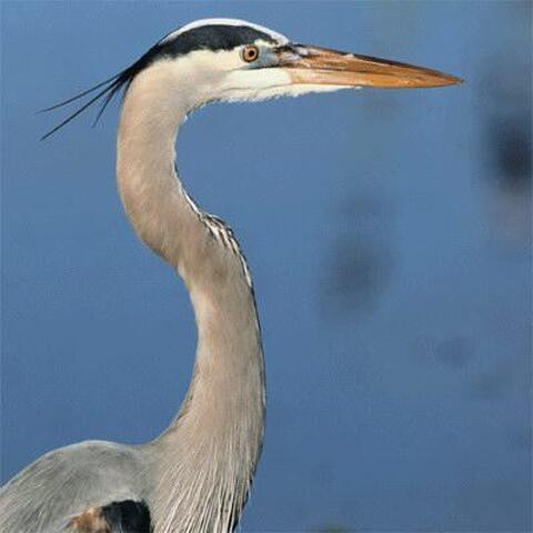 grey heron