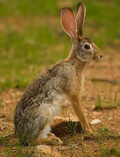hare (rabbit)