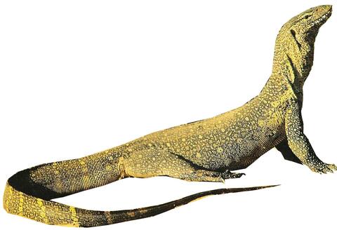Nile monitor