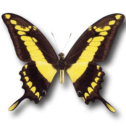 butterfly