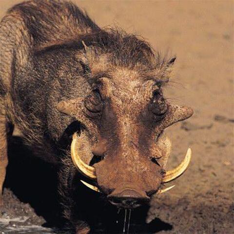 wardhog