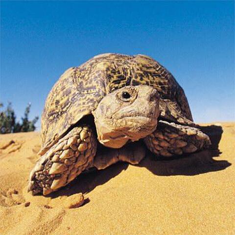 turtle